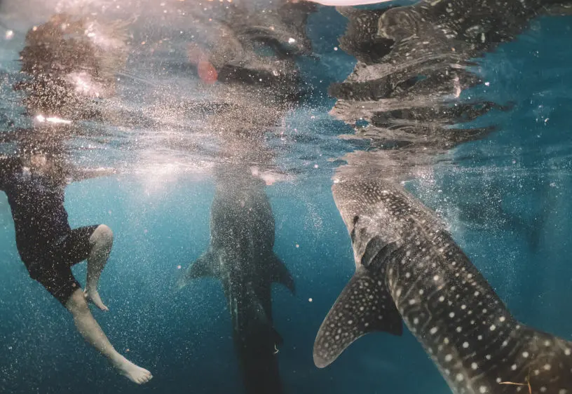 Majestic Whale Sharks in Oslob, Cebu